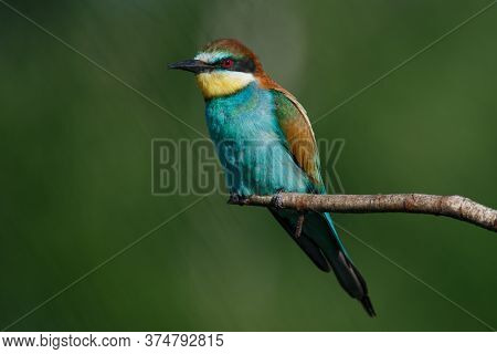 A Golden Bee Eater Sits On A Branch On A Green Background