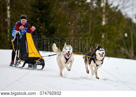 Verkhoshizhemye, Russia - 03.08.2020 - Husky Sled Dog Racing. Winter Dog Sport Sled Team Competition