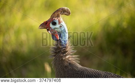 Closeup Of A Helmeted Guinefowl Face With A Green Background.