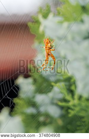 Ventral View Of European Garden Spider, Araneus Diadematus, On Its Orb Web Waiting For A Prey