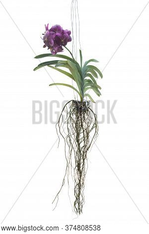 Purple Orchid Vanda Flower Bloom And Hanging In Black Plastic Pot In The Garden Isolated On White Ba