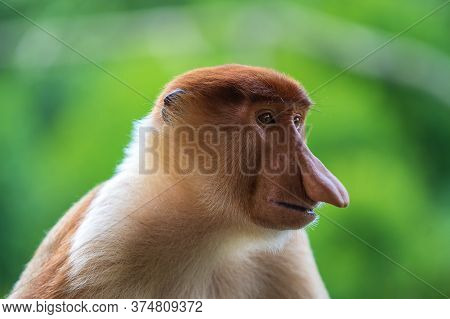 Family Of Wild Proboscis Monkey Or Nasalis Larvatus, In The Rainforest Of Island Borneo, Malaysia, C