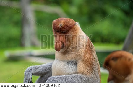 Family Of Wild Proboscis Monkey Or Nasalis Larvatus, In The Rainforest Of Island Borneo, Malaysia, C