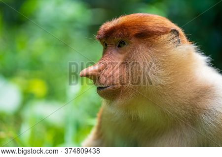 Family Of Wild Proboscis Monkey Or Nasalis Larvatus, In The Rainforest Of Island Borneo, Malaysia, C