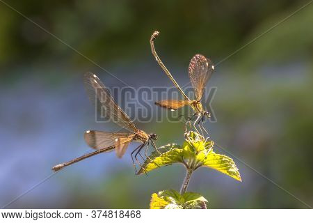 Two Copper Demoiselle (calopteryx Haemorrhoidalis) Females Damselfly Perched On Plant Against Bright