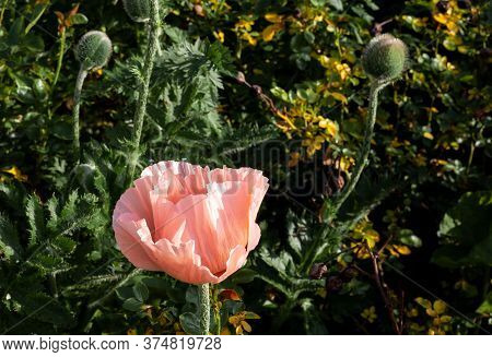 Pink Poppies. Garden Flower Bud. Poppy Closeup. From This Grade Get Igridient For Baking - Seeds. Su