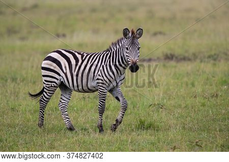 Zebra Walking On The Savanne Of The Masai Mara Game Reserve In Kenya