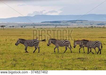 Zebra Walking On The Savanne Of The Masai Mara Game Reserve In Kenya