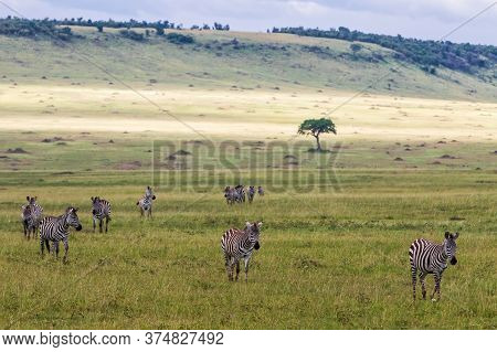 Zebra Walking On The Savanne Of The Masai Mara Game Reserve In Kenya
