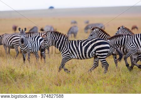 Zebra Running On The Savanne Of The Masai Mara Game Reserve In Kenya