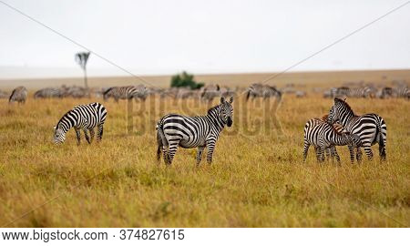 Zebra Standing On The Savanne Of The Masai Mara Game Reserve In Kenya