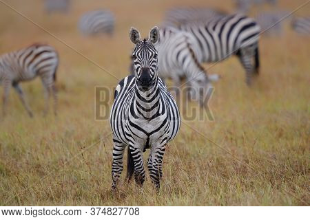 Zebra Standing On The Savanne Of The Masai Mara Game Reserve In Kenya
