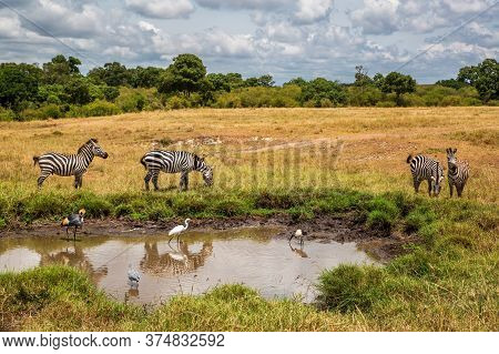 Zebra Standing On The Savanne Of The Masai Mara Game Reserve At A Waterhole With Several Different B