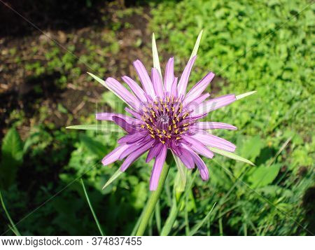 Purple Flower Of Oyster Plant. Blooming Tragopogon Porrifolius.