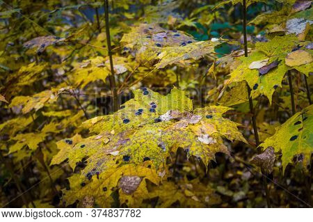 Autumn Maple Leaves Covered In Black Spots In The City Park.