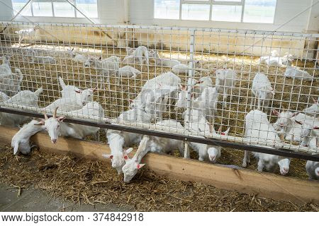 Many White Goats On A Goat Farm. Goats Grown For Milk Eat Hay. Livestock