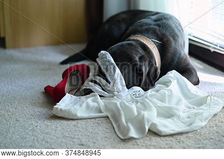 A Couple Undressed In A Hurry Threw A Dog Clothes And Underwear