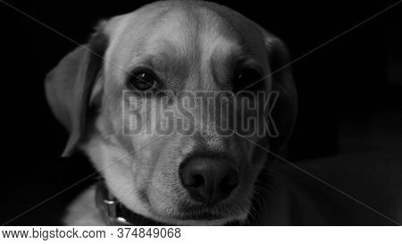 A Black And White Close Up Od A Dog