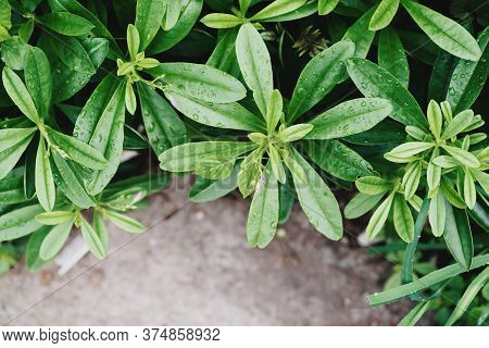 Green Leaves (talinum Paniculatum Plant) With Water Drop, Nature Background