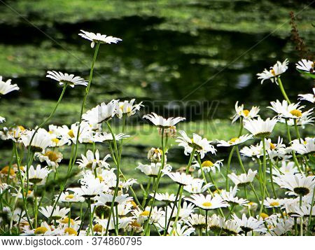 White Bright Daisys On A Blurr Background Of An Overgrown Pond