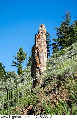Petrified Tree In Yellowstone National Park During Summer. Portrait View