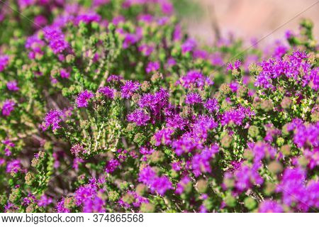 Floral Natural Background. Beautiful Pink Flowers Growing On The Island Of Crete, The Beach Elafinis