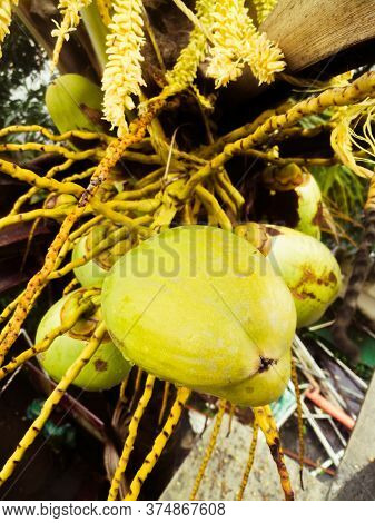 A Group Of Tender Coconuts That Are Nit Yet Grown For Use.the Coconut Have Light Green Color And Can