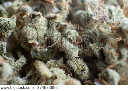 Sativa Indica Medical Health. Thc Kief In Grinder. Marijuana Nature Bud Close Up. Cannabis Weed Bud 
