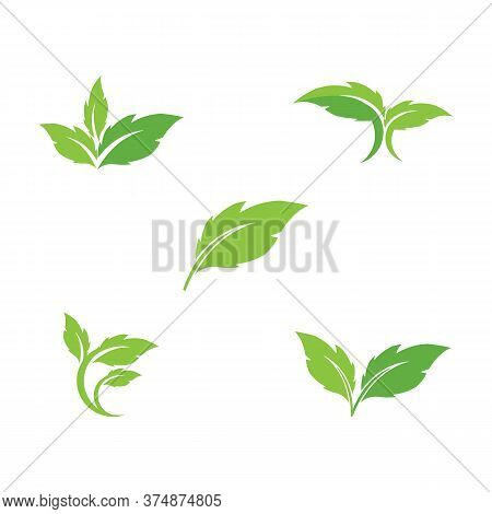Set Leaf  Ecology Logo Template
