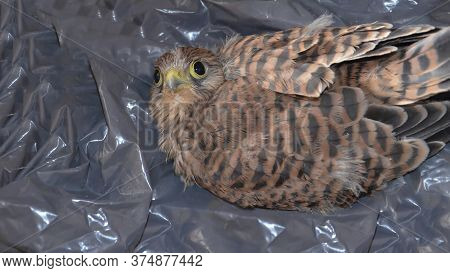 Kestrel. Little Falcon. A Defenseless Chick Of A Wild Bird. Bird Of Prey. The Eyes, The Beak. A Youn