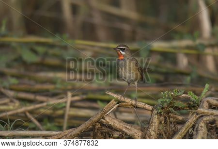 A small wild bird on the tree branch at grassland in morning light .
