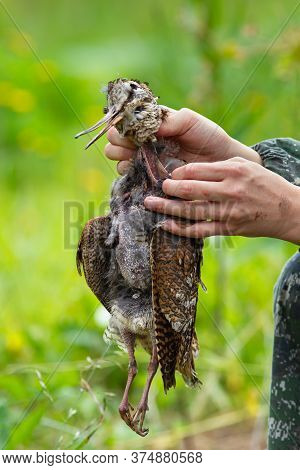 Hands Of A Hunter Plucking A Wild Woodcock After Hunting