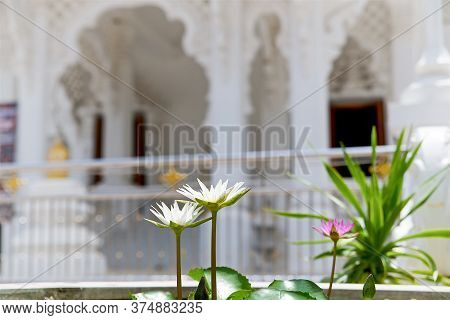 Delicate Lotus Flowers Against The Background Of A White Temple, Water Lily, White And Pink Water Li