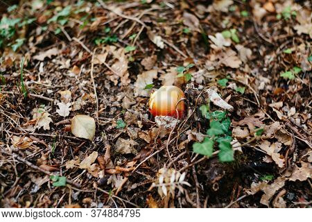 Caesar Mushroom - Amanita Caesarea In The Grass In The Autumn Forest. Edible Fungus Of The Amanitace
