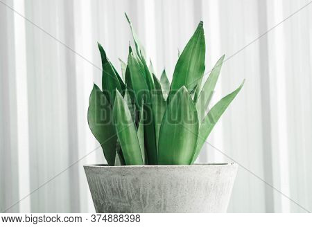 Closeup Decorative Sansevieria Plant In Pot, Nuture