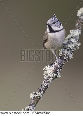 Cramenes, Leon/spain; Feb. 15, 2020. The European Crested Tit, Or Simply Crested Tit (lophophanes Cr