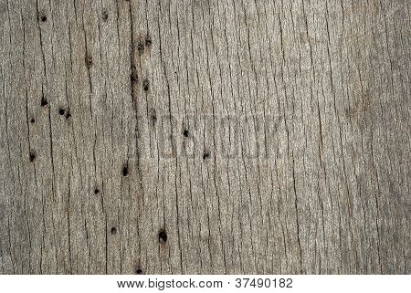 Fori di tarli di tavola di legno