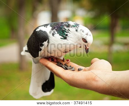 Paloma en la mano