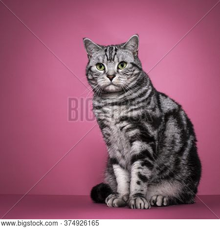 Handsome Black Silver Blotched British Shorthair Cat, Sitting Up Side Ways. Looking Away From Camera