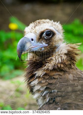 Closeup Portrait Of A Cinereous Vulture, Aegypius Monachus, That Is A Large Raptorial Bird