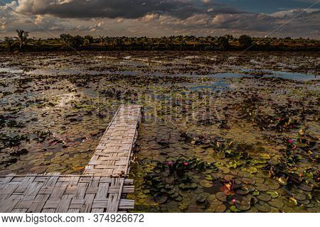 Panorama View Bamboo Bridge Over The Red Lotus Lake Against Blue Sky In Summer Tung Dok Bua Dang .na