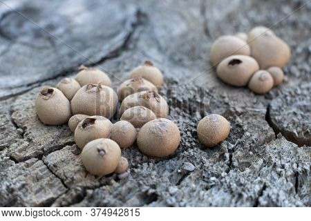 Lycoperdon Pyriforme. Spores Of Small Mushroom Close Up.