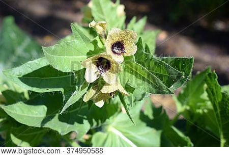 Flowers Henbane (hyoscyamus Nigerin) The Field Close Up.