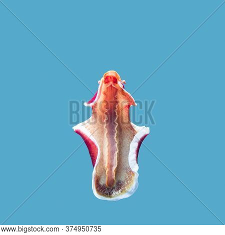 A Close-up Picture Of A Red And White Spanish Dancer, Hexabranchus Sanguineus, Isolated On A Blue Ba