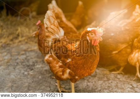 Close Up Images Of Chicken Egg Breeding In The Farm, Which It Produces Eggs For Consumption And Dist