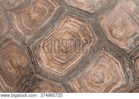 Blurry Image Of Turtle\'s Shell. Pattern Of Nature. Cropped Shot Of Giant Turtle Shell.