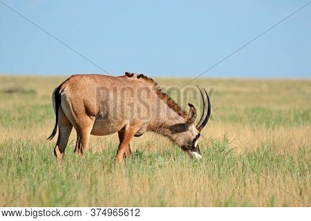 A rare roan antelope (Hippotragus equinus) in open grassland, Mokala National Park, South Africa