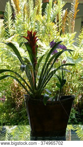 Alpinia purpurata. Big red flower