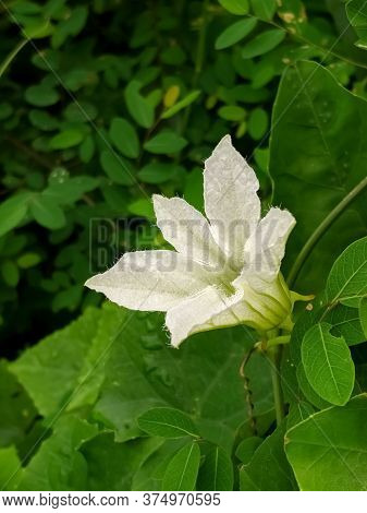 A Beautiful White Flower With Green Background