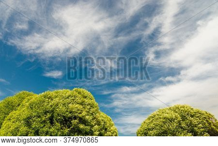 Summer Background With A Lush Crown Of Two Willows Against The Blue Sky With Light White Clouds